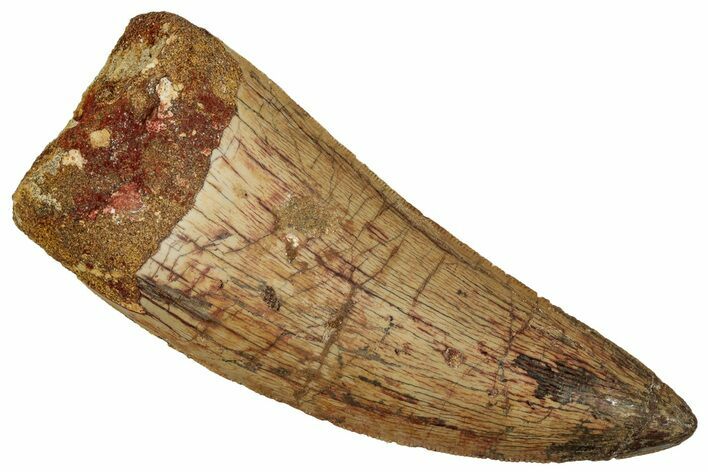 Serrated, Carcharodontosaurus Tooth - Real Dinosaur Tooth #242586